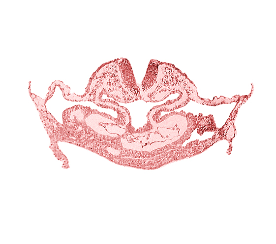 amnion attachment, atrial canal, caudal edge of otic placode, dorsal aorta, hepatic plate, neural fold [rhombencephalon (Rh. C)], presumptive left atrium, presumptive right atrium