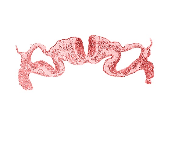 cephalic neuropore, dorsal aorta, midgut, presumptive right atrium, primordial peritoneal cavity, somatopleure, surface ectoderm, umbilical vesicle cavity