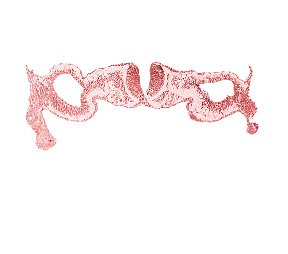 amnion attachment, artifact separation(s), cephalic edge of somite 1 (O-1), dorsal aorta, junction of neural ectoderm and surface ectoderm, junction of neural fold and surface ectoderm, midgut, neural fold [rhombencephalon (Rh. D)], primordial peritoneal cavity, umbilical vesicle wall