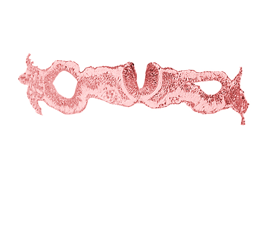 cephalic neuropore, dorsal aorta, intermediate mesenchyme, notochordal plate, primordial peritoneal cavity, sclerotomal cells, somatopleuric mesoderm, somite 1 (O-1), splanchnopleuric mesoderm