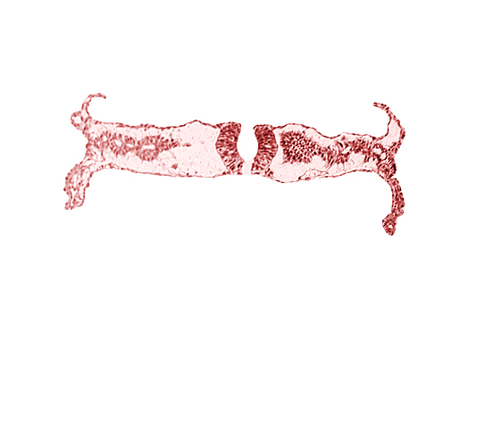 cephalic edge of caudal neuropore, cephalic part of somite 5 (C-1), dorsal aorta, midgut, neural fold (spinal cord), primordial peritoneal cavity