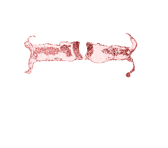 caudal neuropore, somite 5-6 intersegmental region