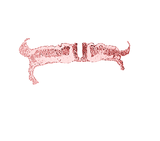 caudal neuropore, intermediate mesenchyme, lateral plate mesoderm, paraxial mesoderm, umbilical vesicle wall endoderm, umbilical vesicle wall mesoderm