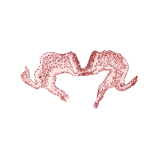 caudal neuropore, midgut, notochordal plate, primordial lateral body fold, surface ectoderm