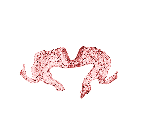 caudal part of notochordal plate, mesoderm, neural fold, neural groove, primordial lateral body fold, surface ectoderm