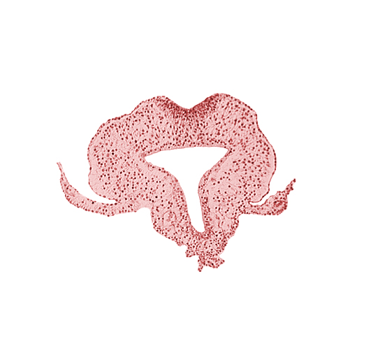 allantoic primordium, amnion attachment, amniotic cavity, extra-embryonic coelom, gastrulation (primitive) streak, hindgut, left umbilical vein, neural plate, primordial lateral body fold