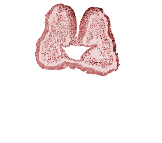 aortic arch 1, cephalic part of pharyngeal pouch 1, facio-vestibulocochlear neural crest (CN VII and CN VIII), foregut, mandibular prominence of pharyngeal arch 1, neural fold [rhombencephalon (Rh. A)], neural groove, notochordal plate, stomodeum