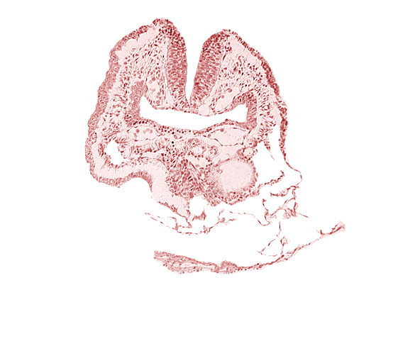 amnion, aortic arch 1, cephalic neuropore, dorsal aorta, facio-vestibulocochlear neural crest (CN VII and CN VIII), head fold region, neural fold [rhombencephalon (Rh. A)], pericardial cavity, pharyngeal pouch 1, pharyngeal pouch 1 endoderm: dorsal part, pharyngeal pouch 1 endoderm: ventral part