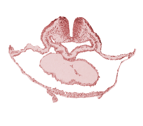 cephalic neuropore, dorsal aorta, lateral pharyngeal recess, median pharyngeal groove, neural fold [rhombencephalon (Rh. B)], pericardial cavity, presumptive left ventricle, right bulboventricular sulcus