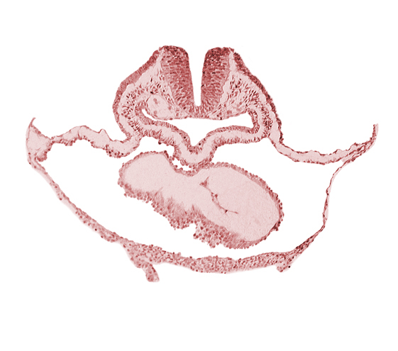cephalic edge of otic placode, lateral pharyngeal recess, neural fold [rhombencephalon (Rh. B)], pericardial cavity, pericardial sac, presumptive left ventricle