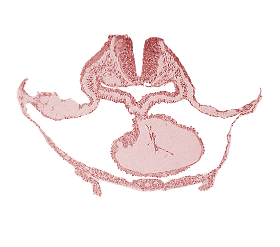 cephalic neuropore, endocardium, epimyocardium, head mesenchyme, laryngotracheal sulcus, lateral pharyngeal recess, mesocardium, neural fold [rhombencephalon (Rh. B)], otic placode, pericardial cavity, presumptive left ventricle