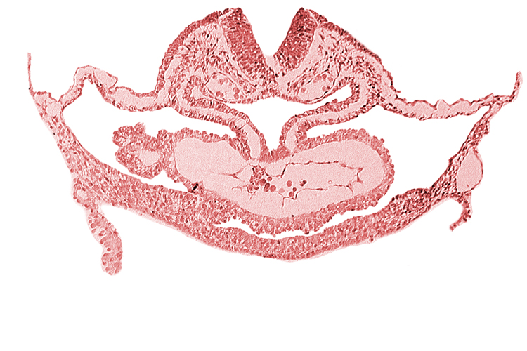 atrial canal, cephalic edge of hepatic plate, otic placode, presumptive left atrium