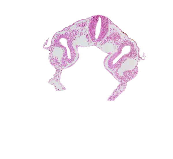 amniotic cavity, dermatomyotome 3 (O-3) , dorsal aorta, left horn of sinus venosus, midgut, notochord, right horn of sinus venosus, sclerotome, umbilical vesicle cavity, umbilical vesicle wall