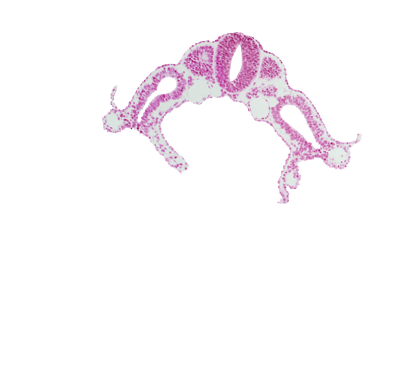 amnion attachment, caudal part of dermatomyotome 6 (C-2), left umbilical vein, midgut, neural tube, right umbilical vein, sclerotome of dermatomyotome 7 (C-3), sulcus limitans