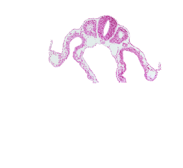 amnion attachment, dermatomyotome 8 (C-4), endoderm, intermediate mesenchyme, midgut, notochord, somitocoel 8