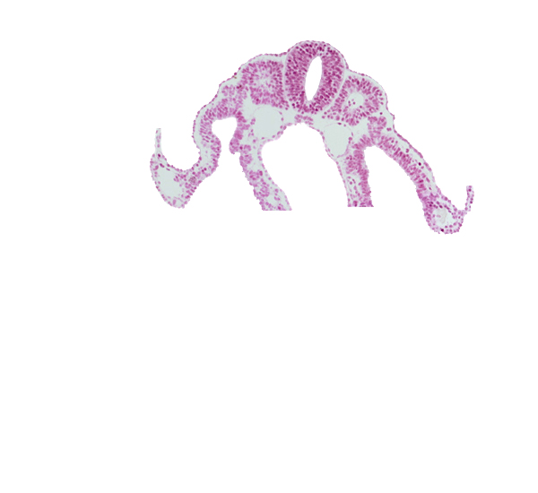 dermatomyotome 9 (C-5), endoderm, intermediate mesenchyme, notochord, sclerotome, somitocoel 9, umbilical vesicle cavity