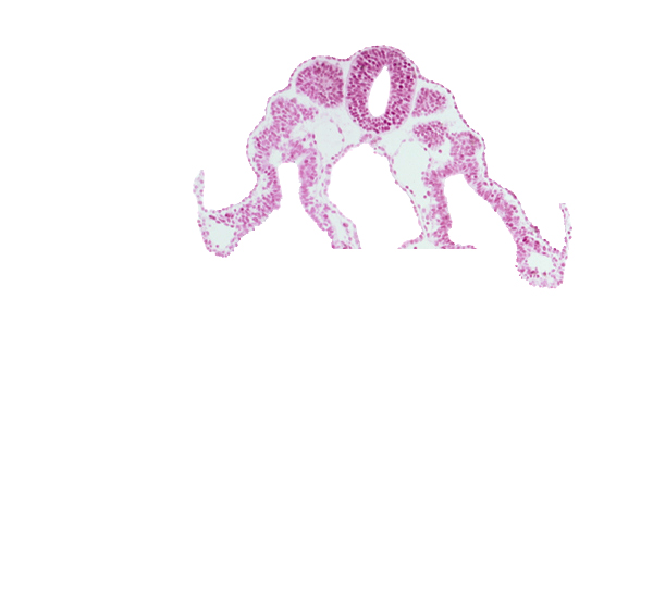 caudal part of dermatomyotome 9 (C-5), cephalic part of somite 10 (C-6), lateral body fold, left umbilical vein, midgut, neural tube, peritoneal cavity, right umbilical vein