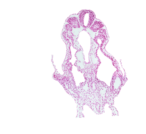 allantois, connecting stalk, dorsal aorta, hindgut, left umbilical artery, left umbilical vein, left vitelline (omphalomesenteric) vein, neural tube, peritoneal cavity (coelom), right umbilical artery, right umbilical vein, right vitelline (omphalomesenteric) vein, somite 12 (C-8)