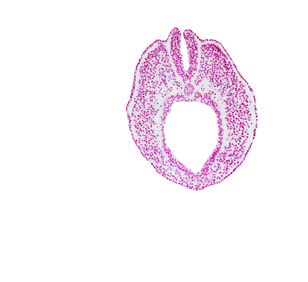 cephalic edge of caudal neuropore, cloacal part of hindgut, dorsal aorta plexus, endoderm, lateral mesoderm, neural fold, notochord, paraxial mesoderm