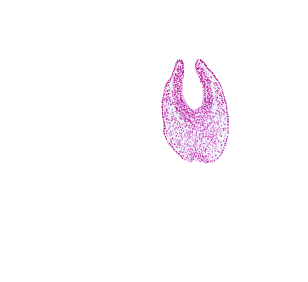 caudal eminence, gastrulation (primitive) streak, junction of neural ectoderm and surface ectoderm, neural ectoderm, neural groove, neural plate, paraxial mesoderm, surface ectoderm