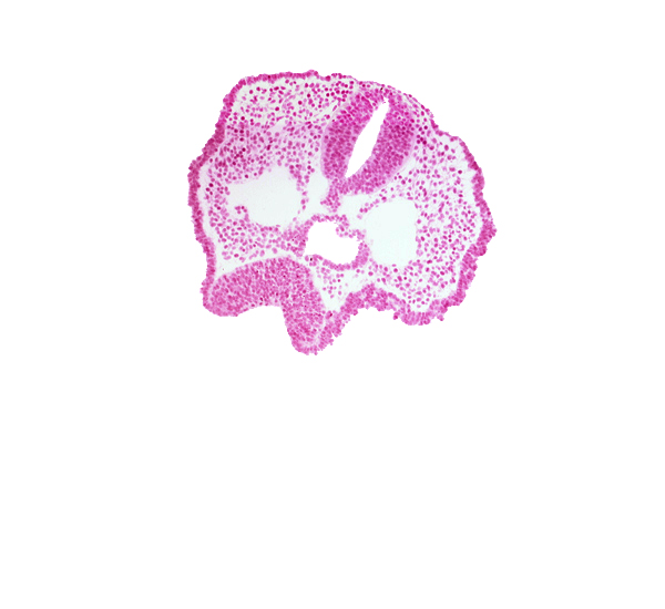 cephalic edge of chiasmatic plate (D1), cephalic part of foregut lumen, dorsal aorta, ectodermal ring, floor plate of neural folds, maxillary prominence of pharyngeal arch 1, neural fold [diencephalon (D1)], neural groove, notochord, olfactory placode, rhombencephalon (Rh. 2), trigeminal neural crest (CN V)