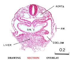 Slice B section