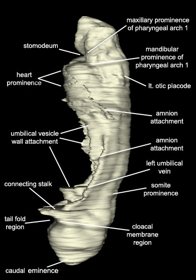 Embryo - Left Lateral