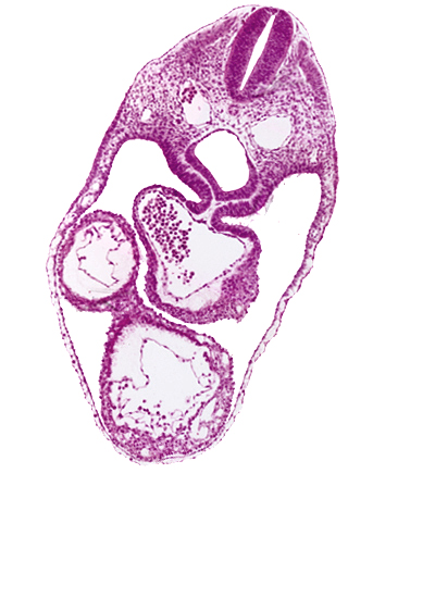 anterior interventricular sulcus, common atrium, dermatomyotome 4 (O-4) , dorsal aorta, foregut, laryngotracheal groove, left ventricle, mesoderm, precardinal vein, rhombencephalon (Rh. D), right ventricle