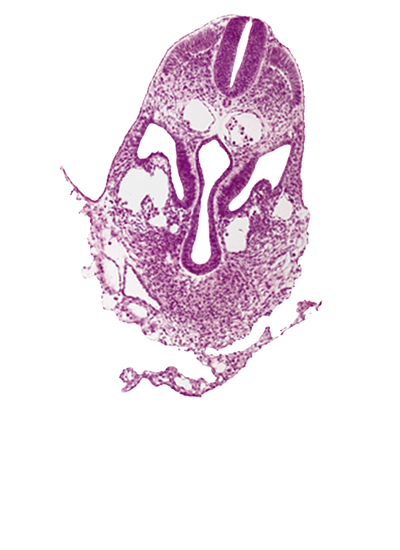 amnion, amniotic cavity, caudal part of pericardial cavity, dermatomyotome 6 (C-2), hemopoietic tissue, hepatic venous plexus, left umbilical vein, left vitelline (omphalomesenteric) vein, midgut, postcardinal vein, right horn of sinus venosus, sclerotome, umbilical vesicle wall