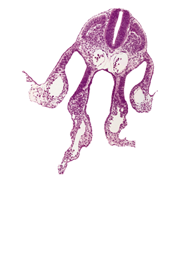 amnion, amnion attachment, amniotic cavity, cephalic intestinal portal, dermatomyotome 7 (C-3), dorsal aorta, left umbilical vein, left vitelline (omphalomesenteric) vein, nucleated red blood cells, peritoneal cavity, right umbilical vein, right vitelline (omphalomesenteric) vein, umbilical vesicle cavity