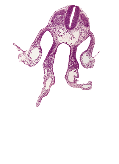 communication between peritoneal cavity and extra-embryonic coelom, dermatomyotome 7 (C-3), dorsal aorta, midgut, primary umbilical vesicle stalk, specialized coelomic wall, umbilical vesicle cavity