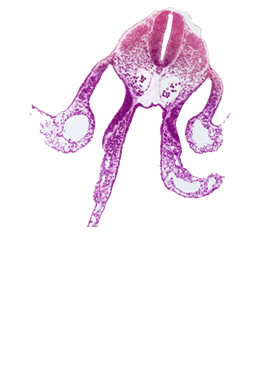 alar plate(s), basal plate, dermatomyotome 8 (C-4), dorsal aorta, floor plate, left vitelline (omphalomesenteric) vein, midgut, neural tube, notochord, peritoneal cavity, roof plate, specialized coelomic wall, sulcus limitans