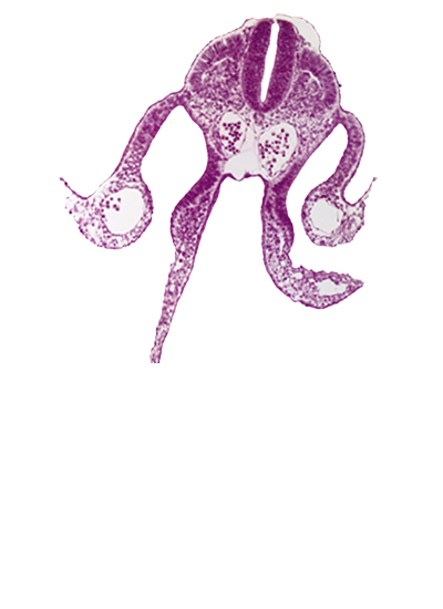 amnion attachment, amniotic cavity, communication between peritoneal cavity and extra-embryonic coelom, dermatomyotome 8 (C-4), dorsal aorta, midgut, right umbilical vein, somitocoel