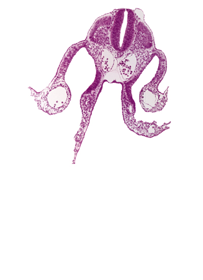 amniotic cavity, dermatomyotome 8 (C-4), dorsal aorta, dorsal intersegmental artery, endoderm, extra-embryonic coelom, notochord, peritoneal cavity, sclerotome, somatopleuric mesoderm, splanchnopleuric mesoderm, umbilical vesicle cavity