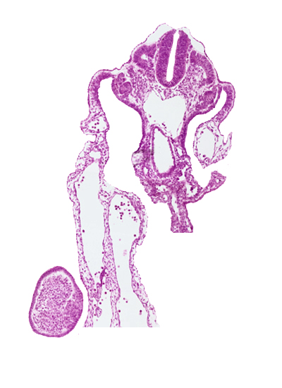 amniotic cavity, aorta, caudal eminence, caudal intestinal portal, dermatomyotome 12 (C-8), mesonephric vesicle(s)