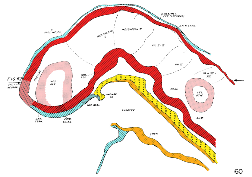 Brain drawing