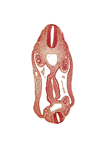 T-3 spinal ganglion primordium, aorta, continuity of hindgut, dermatomyotome 15 (T-3), dermatomyotome 16 (T-4), dermatomyotome 25 (L-1), hindgut, mesentery, neural tube, notochord