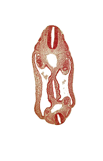 aorta, dermatomyotome 15 (T-3), dermatomyotome 16 (T-4), dermatomyotome 17 (T-5), dermatomyotome 25 (L-1), hindgut, mesentery, mesonephros, neural tube