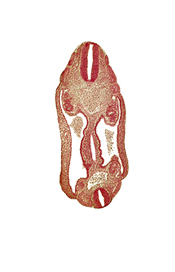 aorta, coelom, dermatomyotome 15 (T-3), dermatomyotome 16 (T-4), dermatomyotome 17 (T-5), dermatomyotome 25 (L-1), hindgut endoderm, mesothelium, neural tube, sclerotome, somatic mesoderm, splanchnic mesoderm, surface ectoderm