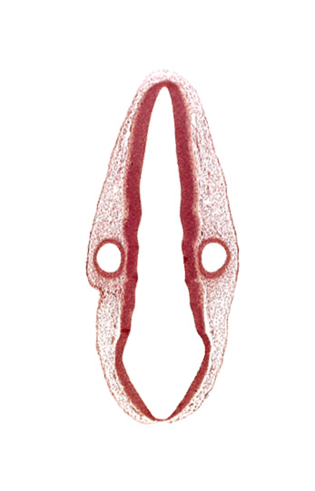 head mesenchyme, mantle layer, marginal layer, otic vesicle, posterior dural venous plexus, rhombencoel (fourth ventricle), surface ectoderm