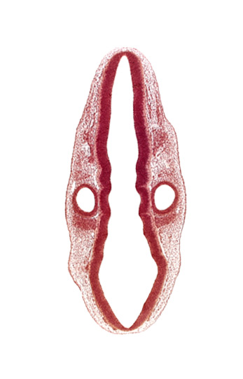 dermatomyotome 1 (O-1), otic vesicle, primordium of facial and vestibulocochlear nerves (CN VII and CN VIII), primordium of hypoglossal nerve (CN XII), primordium of vagus and accessory nerves (CN X and CN XI), rhombencoel (fourth ventricle), rhombomere 5, rhombomere 6, rhombomere 7