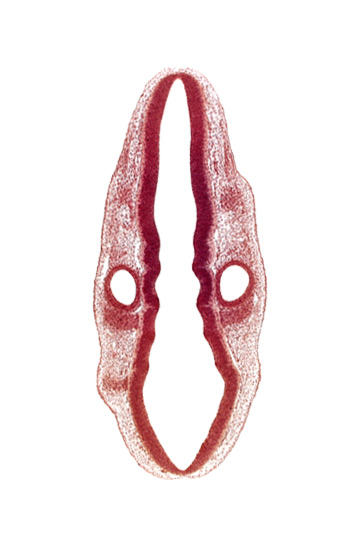 dermatomyotome 1 (O-1), primordium of facial and vestibulocochlear nerves (CN VII and CN VIII), primordium of glossopharyngeal nerve (CN IX), primordium of vagus nerve (CN X), rhombencoel (fourth ventricle), rhombomere 5, rhombomere 6, rhombomere 7