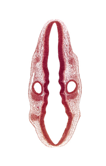 dermatomyotome 1 (O-1), primordium of facial and vestibulocochlear nerves (CN VII and CN VIII), primordium of glossopharyngeal nerve (CN IX), primordium of vagus nerve (CN X), rhombencoel (fourth ventricle), rhombomere 4, rhombomere 5, rhombomere 6, rhombomere 7