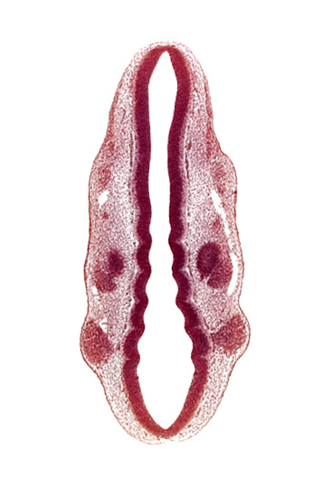 caudal edge of otic vesicle, dermatomyotome 1 (O-1), dermatomyotome 2 (O-2) , primary head vein, primordium of facial and vestibulocochlear nerves (CN VII and CN VIII), primordium of trigeminal nerve (CN V), primordium of vagus nerve (CN X), rhombencoel (fourth ventricle), rhombomere 2, rhombomere 3, rhombomere 4, rhombomere 6, rhombomere 7