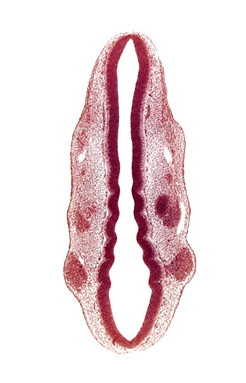 caudal edge of otic vesicle, dermatomyotome 1 (O-1), dermatomyotome 2 (O-2) , pharyngeal arch 1, pharyngeal groove 1, primary head vein, primordium of facial and vestibulocochlear nerves (CN VII and CN VIII), primordium of glossopharyngeal nerve (CN IX), primordium of trigeminal nerve (CN V), rhombencoel (fourth ventricle), rhombomere 2, rhombomere 3, rhombomere 4, rhombomere 5, rhombomere 7