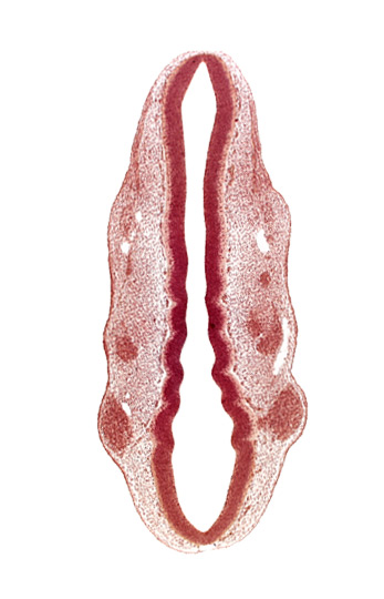 dermatomyotome 1 (O-1), dermatomyotome 2 (O-2) , pharyngeal arch 1, pharyngeal groove 1, primary head vein, primordium of facial and vestibulocochlear nerves (CN VII and CN VIII), primordium of trigeminal nerve (CN V), rhombomere 2, rhombomere 3, rhombomere 4, rhombomere 5, rhombomere 6