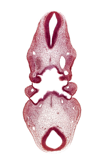 aortic arch 2, aortic arch 3, dermatomyotome 3 (O-3) , dorsal aorta (aortic arch 4), epipharyngeal placode 2, epipharyngeal placode 3, epipharyngeal placode 4, internal carotid artery, mesencoel (cerebral aqueduct), notochord, pharyngeal arch 2, pharyngeal pouch 2, pharynx primordium, precardinal vein, primordium of hypoglossal nerve (CN XII), region of mesencephalic (cephalic) flexure, sulcus limitans, tectum of mesencephalon, tegmentum of mesencephalon