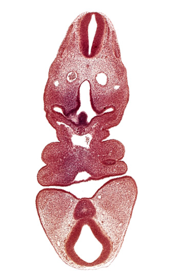 aortic sac, cervical sinus, dermatomyotome 5 (C-1), dorsal aorta, internal carotid artery, junction of aortic arch 2 and aortic sac, junction of aortic arch 4 and aortic sac, mamillary recess, mandibular prominence of pharyngeal arch 1, maxillary prominence of pharyngeal arch 1, mesencephalon, pharyngeal arch 2, pharyngeal pouch 1, precardinal vein, ultimopharyngeal pouch