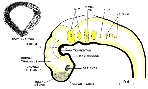 Form and size of the brain at stage 13