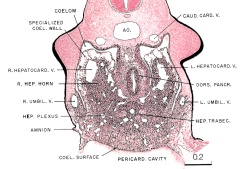 Liver - Overlay